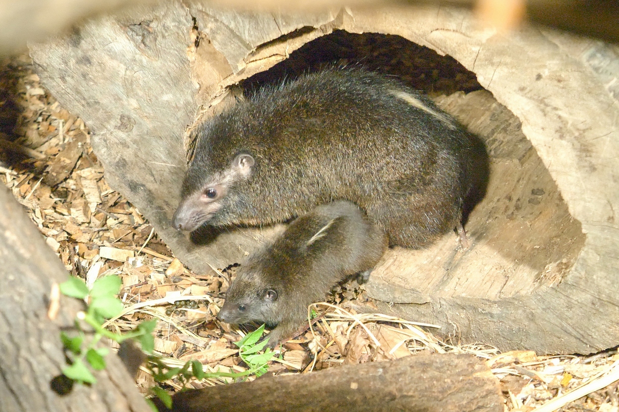 Druhé mládě damana pralesního v Zoo Ostrava